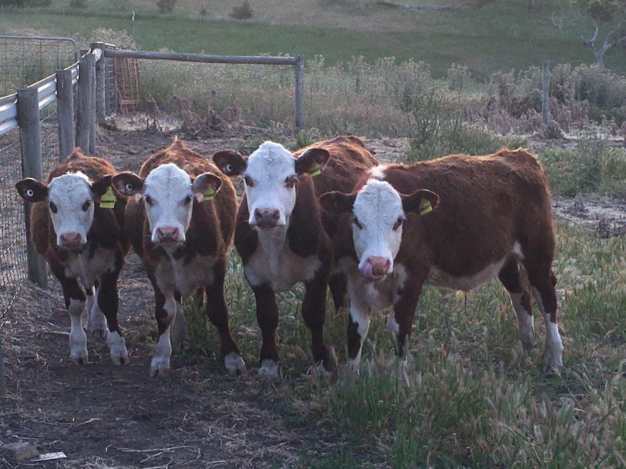 Morella Farmstay Cape Jervis Exterior foto